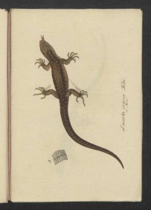 Lacerta crocea Mihi.