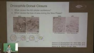 Modelling Epithelial Morphogenesis