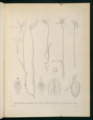 188r-188v, Caladenia multiclavia...