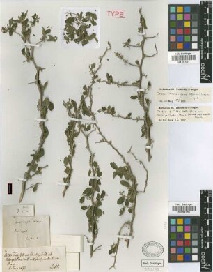 Celtis tala Gillies ex Planch. f. Kuntze subtomentosa[isotype]