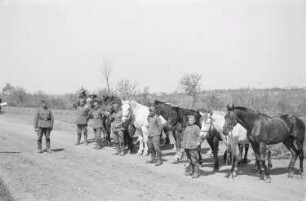 Zweiter Weltkrieg. Frontbilder. Rußland, Oblast Belgorod. Angehörige der deutschen Wehrmacht mit Pferden