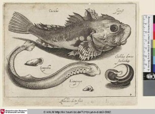 Cuculus; Seepost; Lampetra; Lampreye; Cochleae domus [Knurrhahn, Neunauge und ein Schneckenhaus; Gurnard, Lamprey, and a Snail Shell]