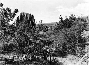 Trockenvegetation : Trockenvegetation im Tal des Rio Mizque