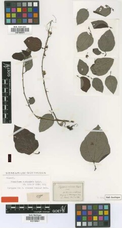 Passiflora cinerea Poepp. & Endl. [isotype]