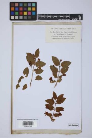 Lonicera tatarica L.