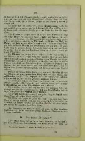 10. Die Pappel (Populus)
