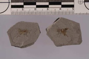 Heuschrecke (Orthoptera)