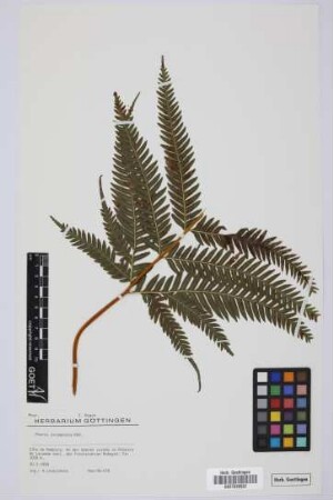 Pteris incompleta Cav.