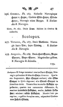 Scolopax