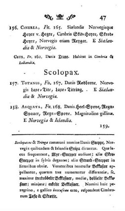 Scolopax