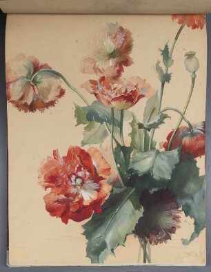 Blumen: Mohnblumen