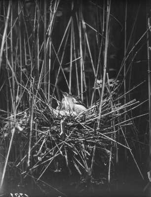 Zwergdommel : Zwergdommelweibchen (Ixobrychus minutus Linnaeus) sucht die Jungvögel.