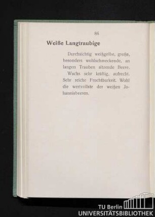 Weiße Langtraubige.