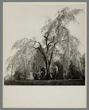 Felsenbirnbaum in Roslyn, Long Island