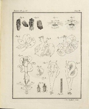 Spicilegia Zoologica : Quibus Novae Imprimis Et Obscurae Animalium Species Iconibus, Descriptionibus Atque Commentariis Illustrantur, [10a]. [Tab. ad Fasc. 1 - 10]