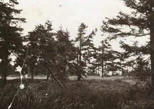 Erzgebirge. Fichtelberg. Schneebruchwald