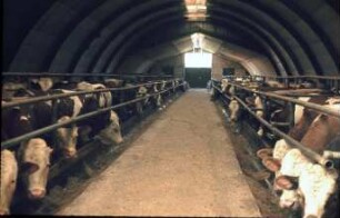 Fotografie: Tierproduktionsverfahren, Bullenmast, Fressbereich, Futtertisch