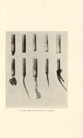 Plate XXXV. Combs used by Negritos of Zambales