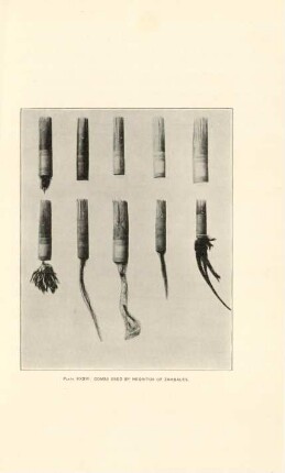 Plate XXXV. Combs used by Negritos of Zambales