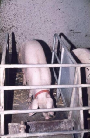 Fotografie: Sauenhaltung, Kastenstand, Futtervorlage, Anbindehaltung