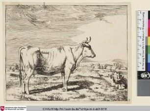 [Autre vache debout, vue de profil, et dirigée vers la droite, dont le fond offre un batiment tombé en ruines; Stehende nach rechts blickende Kuh, rechts im Hintergrund Ruinen eines Gebäudes]