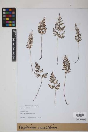 Asplenium cuneifolium Viv.