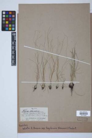Isoetes velata tegulensis (Genn.) Trabut