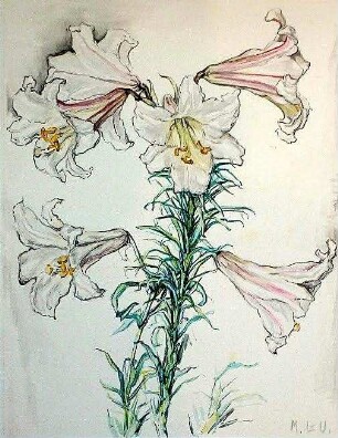 Lilien