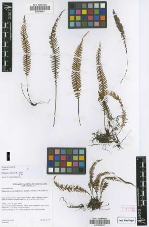 Melpomene xiphopteroides (Liebm.) A.R.Sm. & R.C.Moran