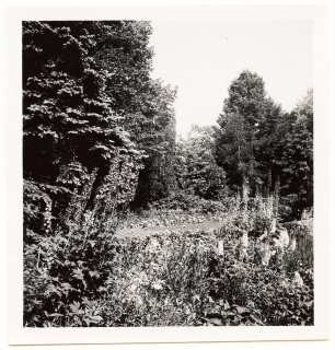 Garten Dr. Voss: Sommergarten