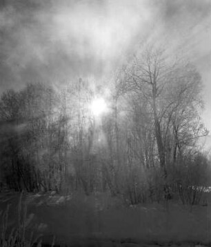 Winterbilder. Sonne hinter Bäumen
