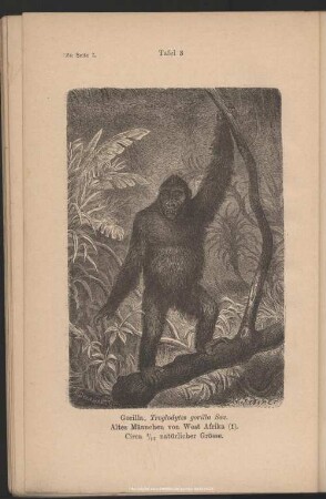 Tafel 3. Gorilla