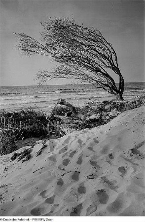 Weststrand bei Ahrenshoop