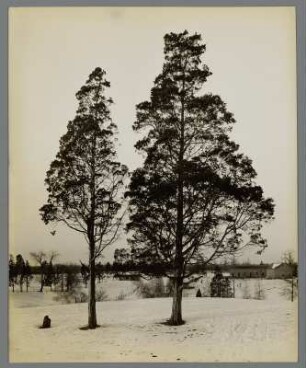 Margaretville (New York), Homestead Farm, Virginischer Wacholder (Rotzeder) im Winter