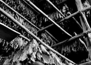 Ohne Titel : Tabak