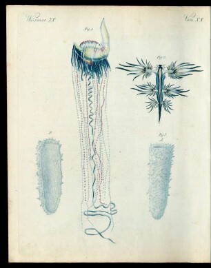 Seltene Arten von Mollusken.