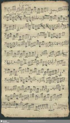 Violone.