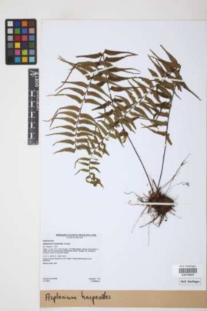 Asplenium harpeodes Kunze