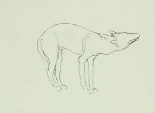 Wolf (Profil nach rechts mit eingezogenem Schwanz)