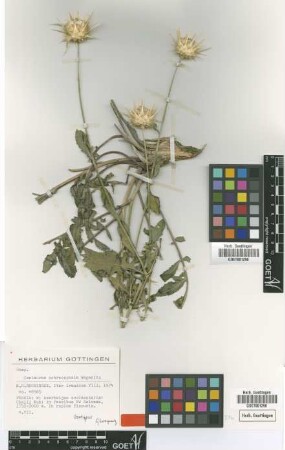 Centaurea ochrocephala Wagenitz [isotype]