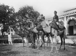 Kalkutta, Indien: Kamele mit einheimischen Reitern vor Halle mit Arkadenbögen