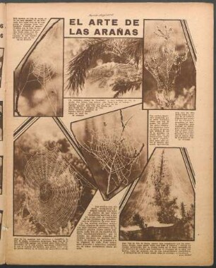 El arte de las arañas [Fotografías]