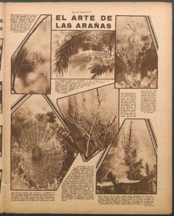 El arte de las arañas [Fotografías]