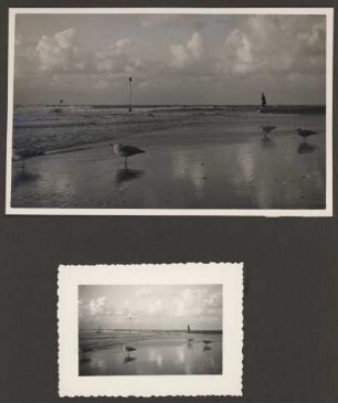 Strandlandschaft mit Möwen