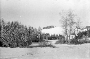 Breitnau: Wald am Weiher