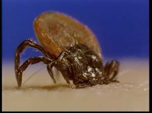 Fortpflanzungsverhalten von Ixodes ricinus