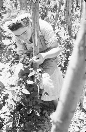 Plovdiv: Landwirtschaftliche Versuchsanstalt, Mädchen in Tomatenkulturen [beim Befruchten mit Pinzette], Mädchen mit Kranz