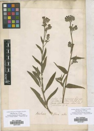 Anchusa