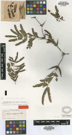 Acacia cornigera (L.) Willd.
