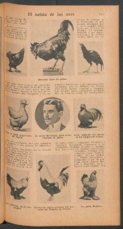 El sultán de las aves